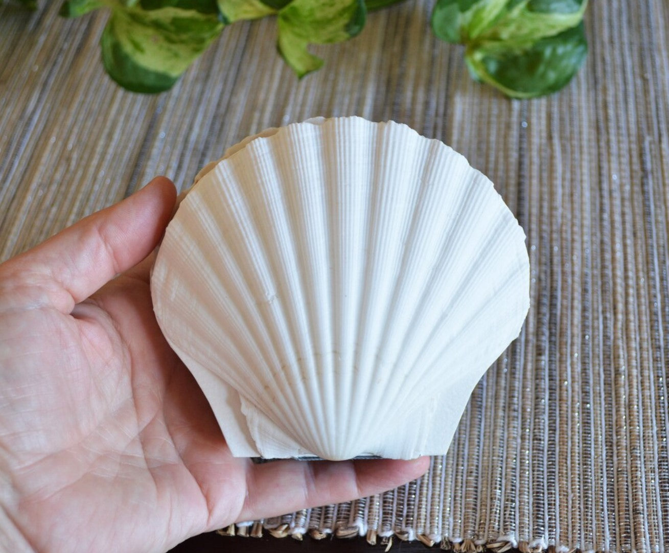 Genuine seashell scallop shell art journal / Blank book / watercolor paper sketchbook / handmade art books/ nature walk book / Pecten shell