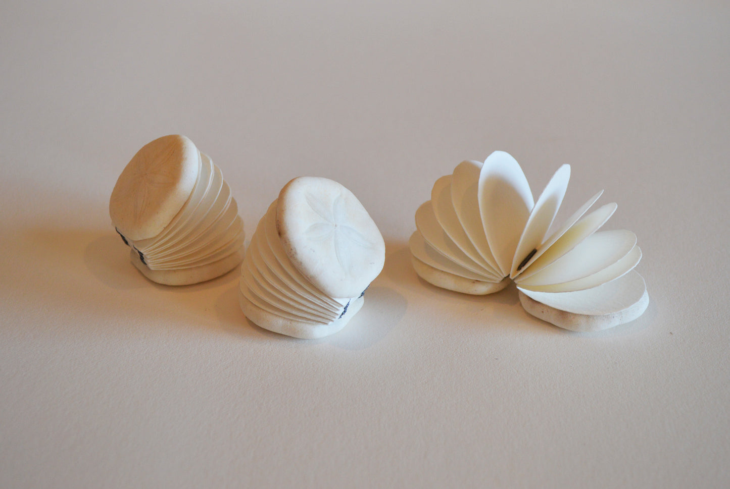 Genuine seashell micro mini sand dollar shell art journal / Blank book / watercolor paper sketchbook / handmade art books / nature walk book