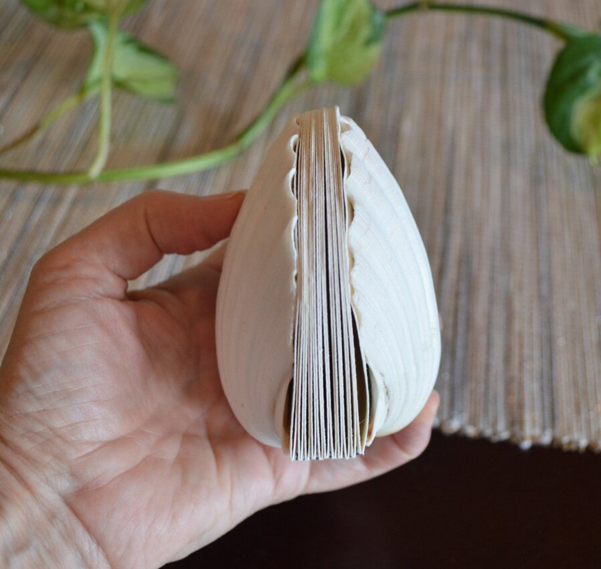 Genuine seashell scallop shell art journal / Blank book / watercolor paper sketchbook / handmade art books/ nature walk book / Pecten shell
