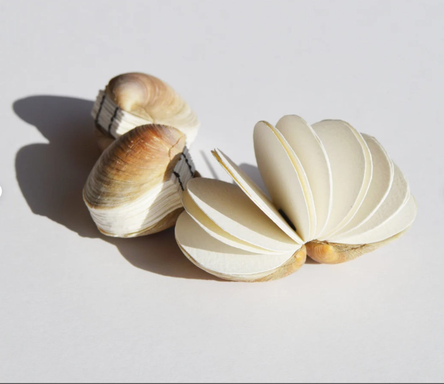Genuine seashell art journal / Blank book / Micro watercolor paper sketchbook / tiny handmade art / nature walk mini book / Manila clams