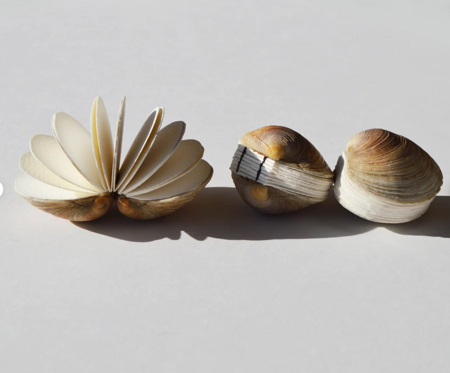 Genuine seashell art journal / Blank book / Micro watercolor paper sketchbook / tiny handmade art / nature walk mini book / Manila clams