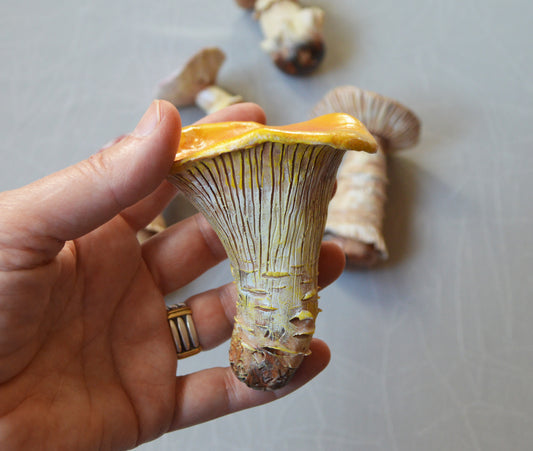 Realistic Chanterelle mushroom art sculpture, perfect foodie gift